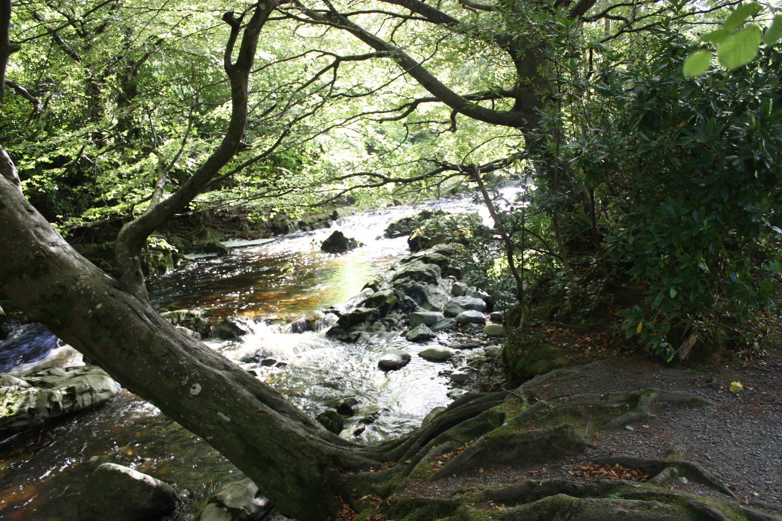 The Shimna River in Tollymore